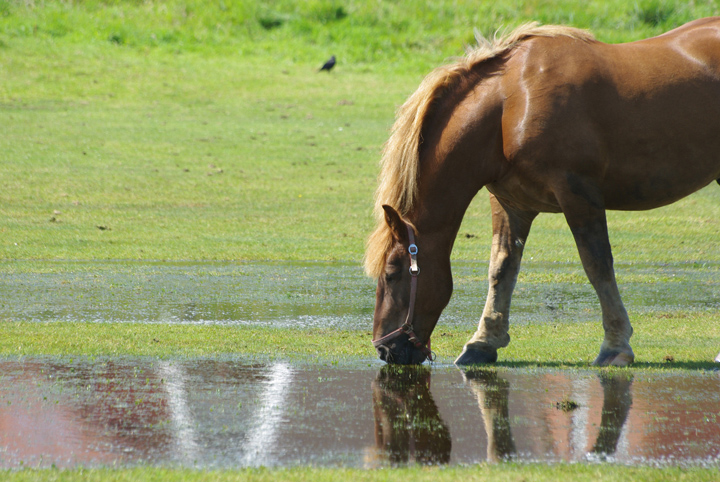 Pferd; Bild: Find-das-Bild.de / Michael Schnell